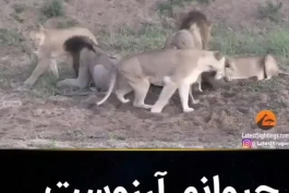 حیوانم آرزوست