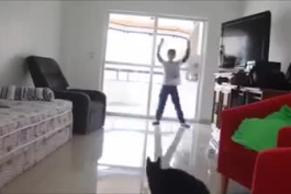 گربه دروازه بان برزیلی معروف به  " تافارل گربه ها " 