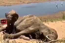 فیلم: صحنه دلخراش ناراحتی بچه فیل چند روز بعد از مرگ مادرش...