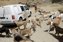 سگ‌های ولگرد در مراکش