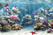 دنیای زیبای زیر آب
