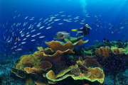 دنیای زیبای زیر آب