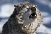 گرگ ها از نمایی نزدیک‌تر(+تصاویر) 