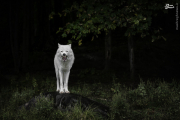 گرگ ها از نمایی نزدیک‌تر(+تصاویر) 