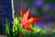 خداحافظی تابستانی، سلام پائیزی 