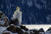  عکس هایی شگفت انگیز و زیبا از برف و یخبندان زمستانی