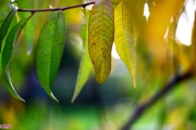 خداحافظی تابستانی، سلام پائیزی 