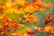 خداحافظی تابستانی، سلام پائیزی 