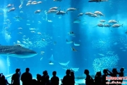 25 آکواریوم برتر دنیا در سال 2015 (بخش 1)