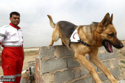 مرگ باهوش‌ترین «سگ نجات» ایران