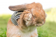 تصاویر با مزه ترین و خوش تیپ ترین خرگوش دنیا !!!!!!