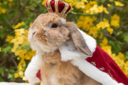 تصاویر با مزه ترین و خوش تیپ ترین خرگوش دنیا !!!!!!