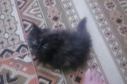 بچه گربه پرشین سیاه